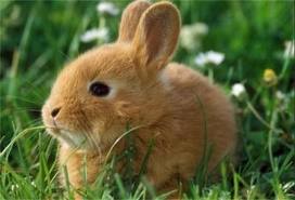 een konijn.jpg